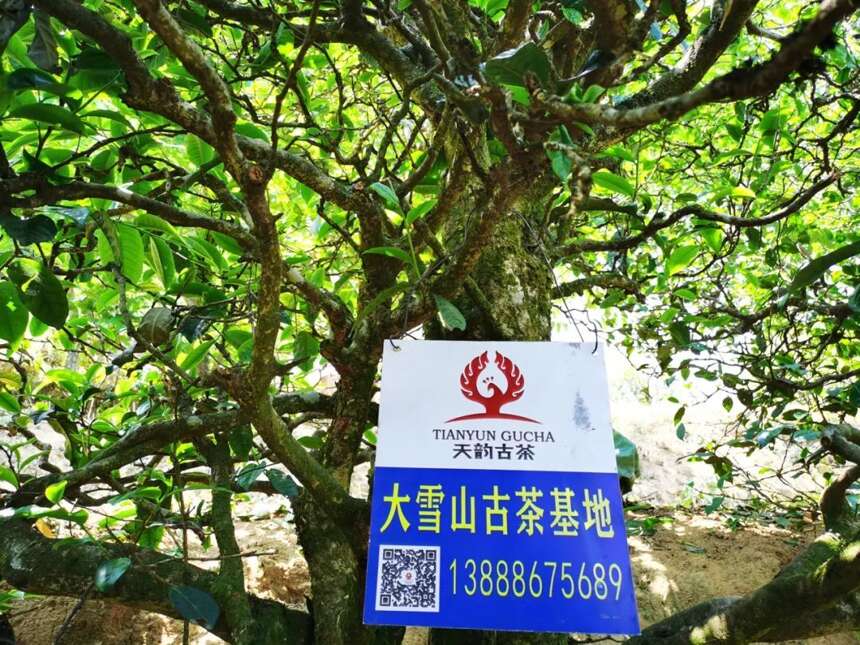 天韵古茶｜普洱茶四大核心基地，为源头品质奠定了良好的基础