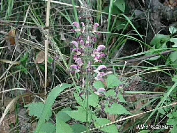 青岛崂山丹参茶