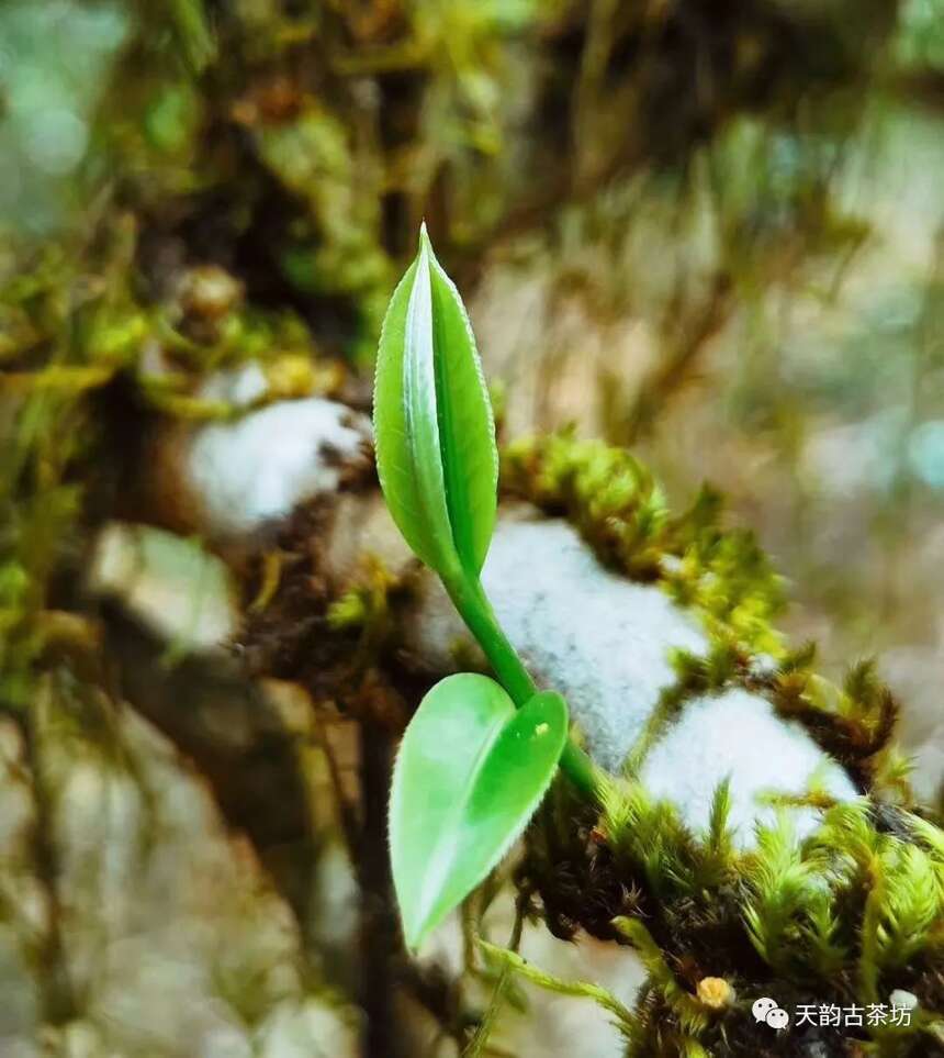 万众翘首以待的巅峰之作，2020年天韵古茶森林古树茶终于上市