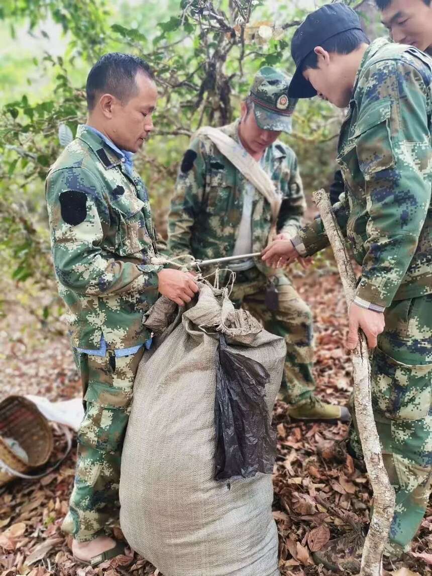 这里有一款景迈山口粮茶，了解一下？