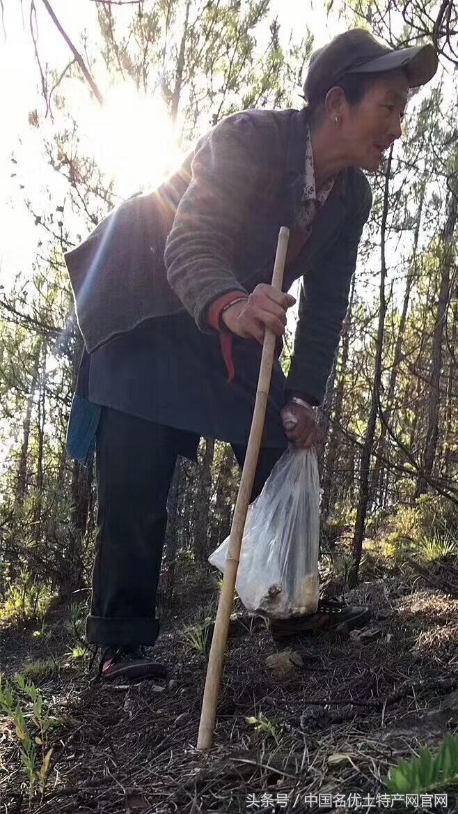 云南野生松茸凭什么那么贵