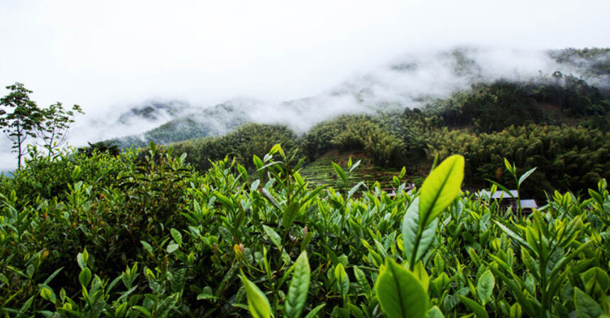 元正金丝蕊红茶，蜜香鲜爽，唇齿生香