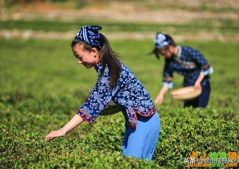 崂山露天大田茶还有10多天就要上市了 好期待啊！