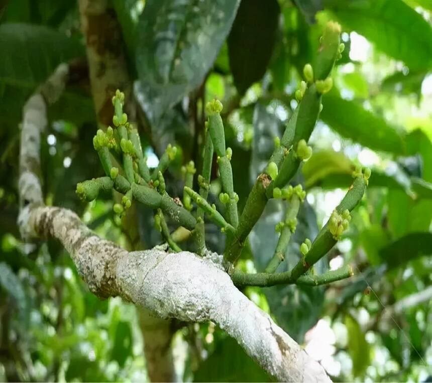 寄生在茶树上的“螃蟹脚”？见过的人少，吃过的更少