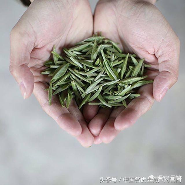 山东人只喝茉莉花茶吗？