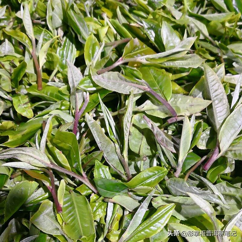 勐麻河蜜糖香古树茶，“喝这个茶不想工作，就想躺平”是为何？