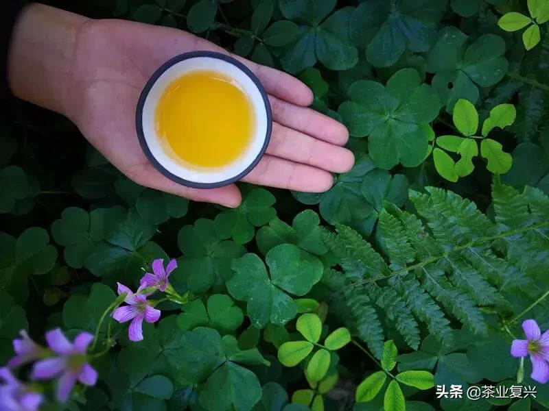 2019年，普洱茶会更好吗？