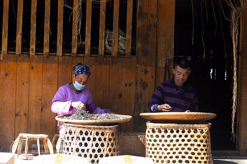 玉龙祥2021茶山行 | 不负春光，又向茶山