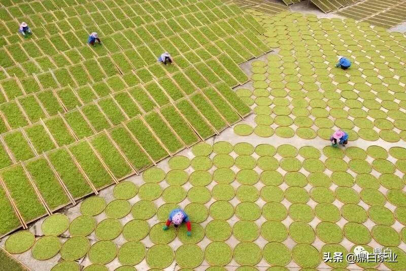 “中茶杯”又获“茶王”荣誉，鼎白如何成为行业“质”造标杆？