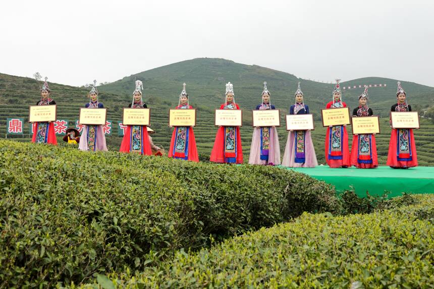 三茶统筹！打开第十一届福鼎白茶开茶节