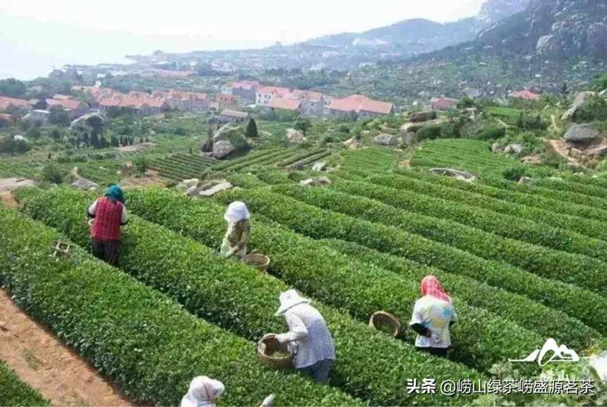 崂山梯田形的山海茶园