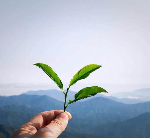 今天，与茶相遇