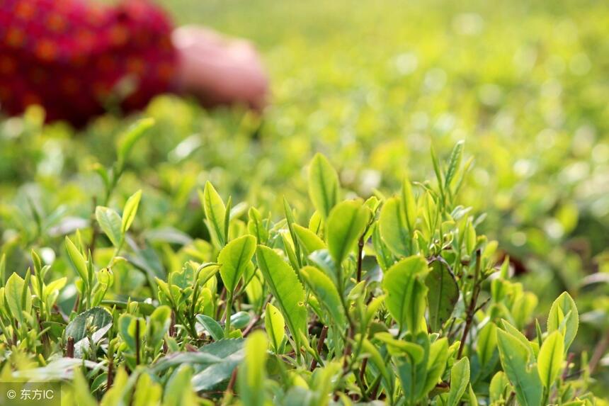 春茶、头采茶、头春茶、明前茶、雨前茶……你分清楚了吗？