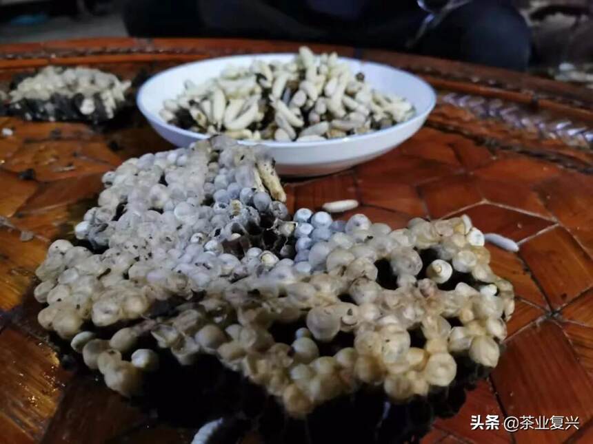 看完就是人生赢家！云南茶山美食到底有多野？