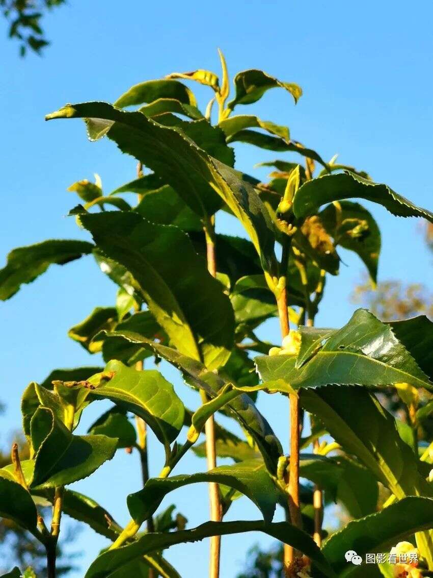 景迈茶子岩恩的故事