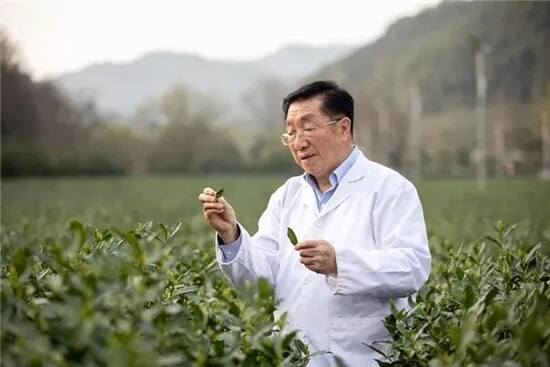 茶界院士陈宗懋：喝茶80多年，研究茶60多年，喝茶7大建议4大原则