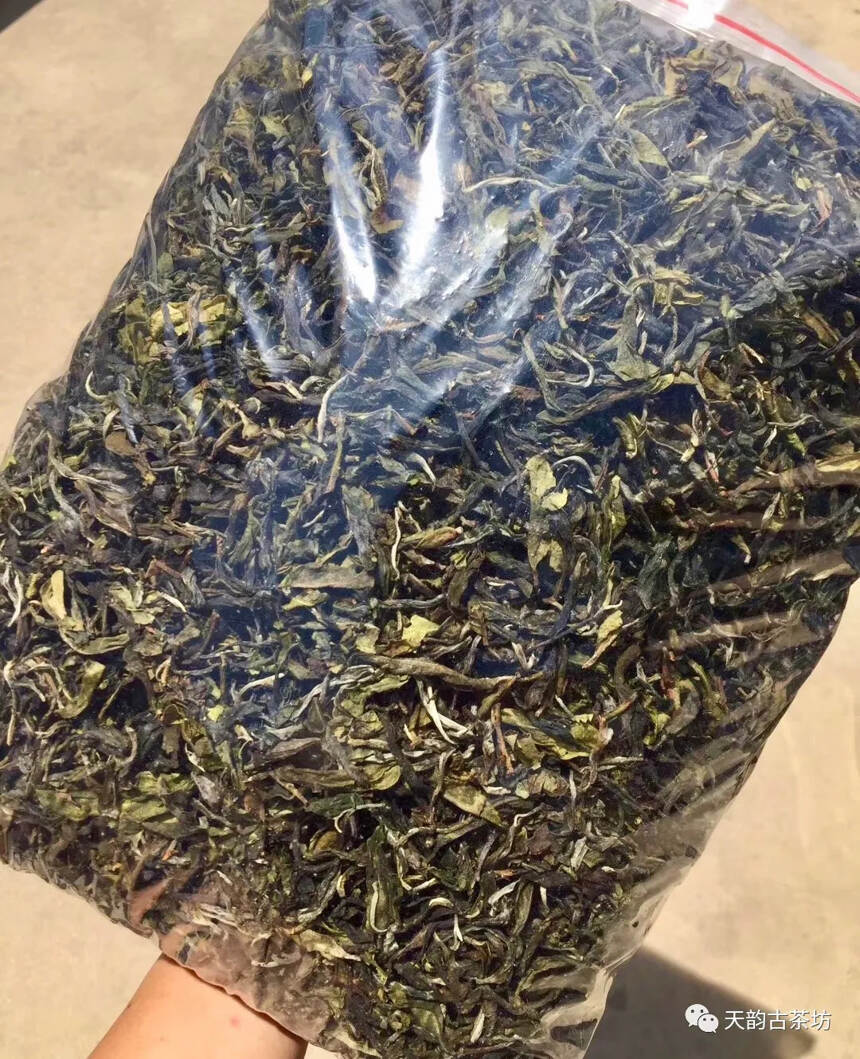 倚邦黄金叶 | 走遍万水千山，醉爱倚邦茶香