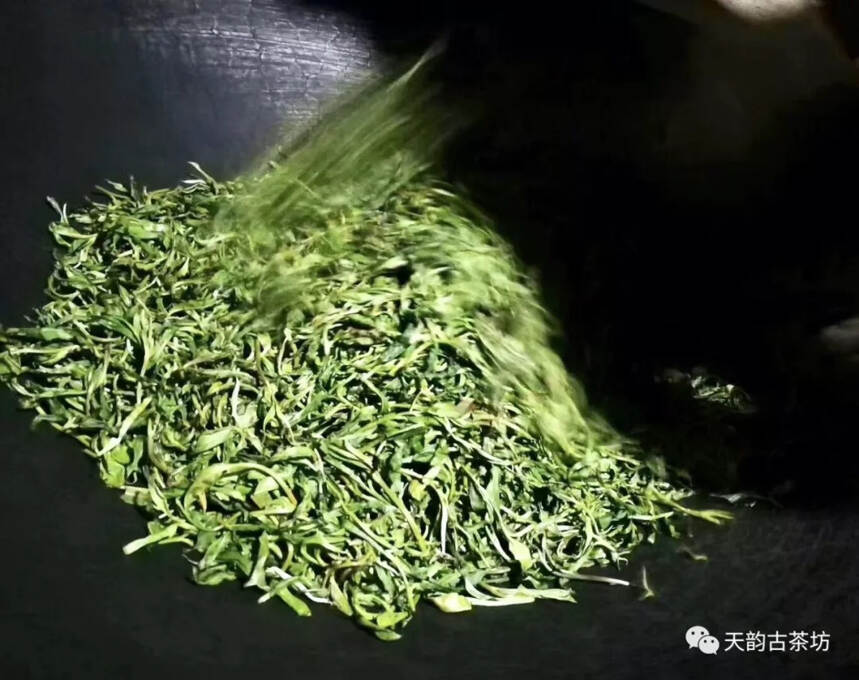 深钻茶山｜您要的2020年头春古树茶就在这里!