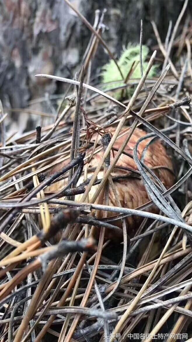 云南野生松茸凭什么那么贵