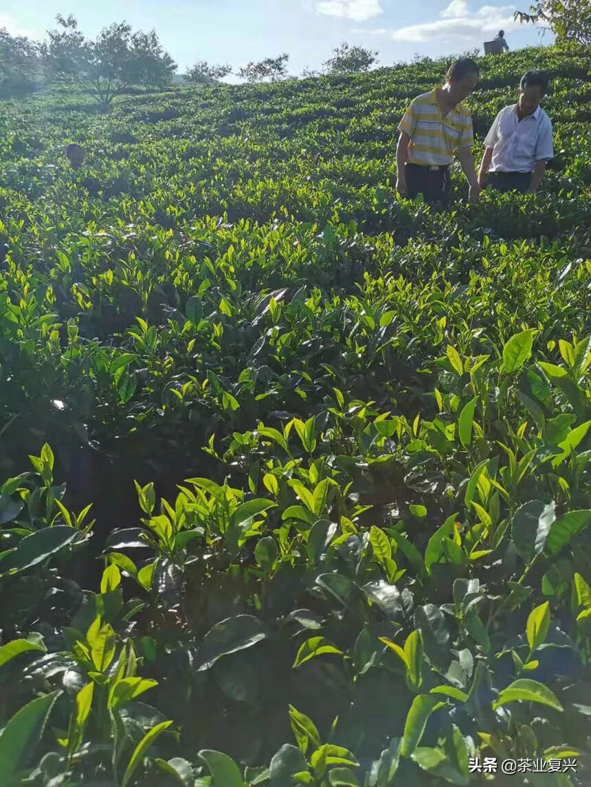 波澜壮阔的云南绿茶史