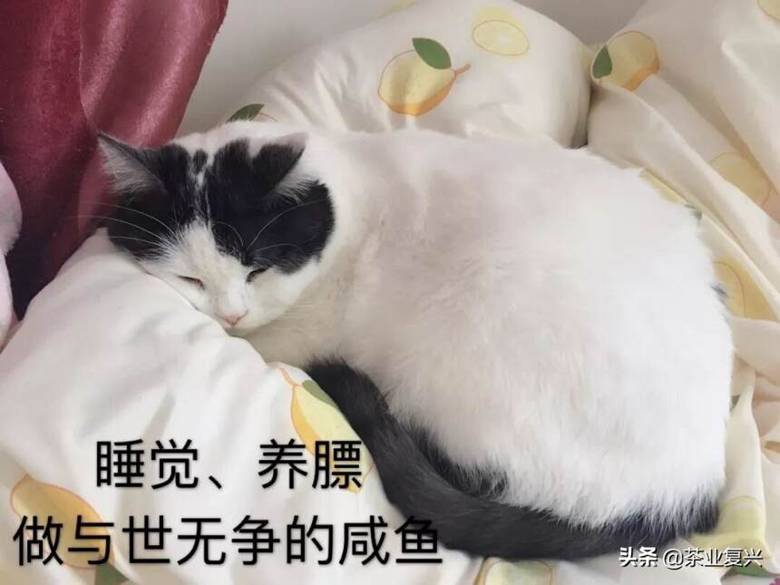 这款熟茶怎么泡都好喝