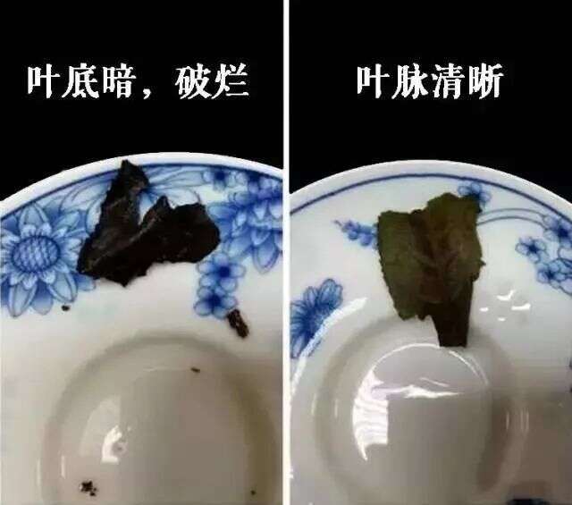 一招教您辨别真假福鼎老白茶