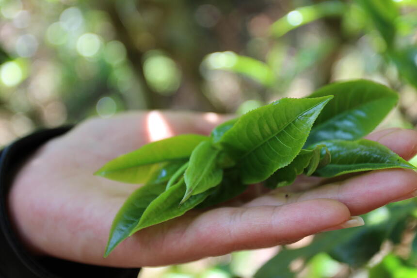 普洱茶基础知识大全！文化复兴，瞬间让你成为茶文化专家