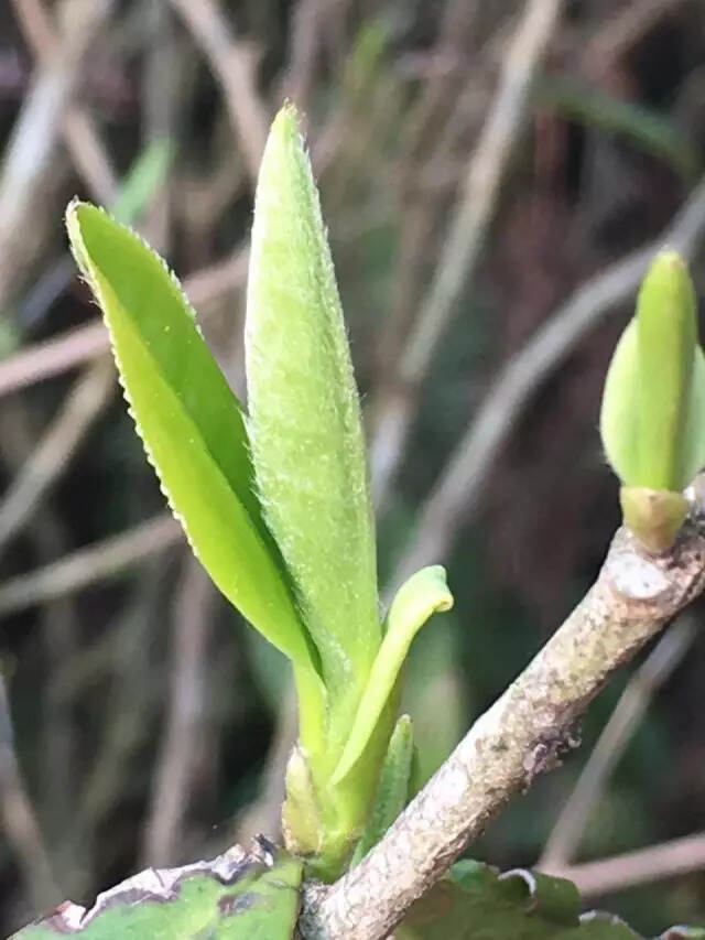 白茶的荒野之美，你是否真的懂得？