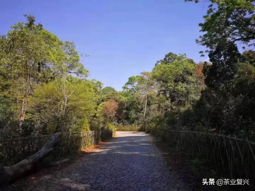 从普洱茶到白茶，她在景迈山找到了家