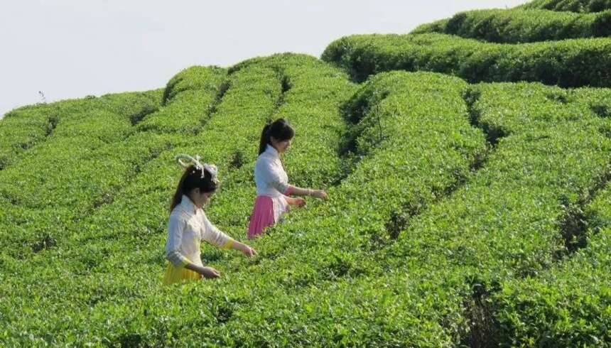 「鼎白·茶疑解惑」春寿眉和秋寿眉有何不同？