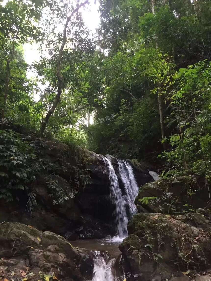 以春茶之名，啜饮古树茶芳年华月