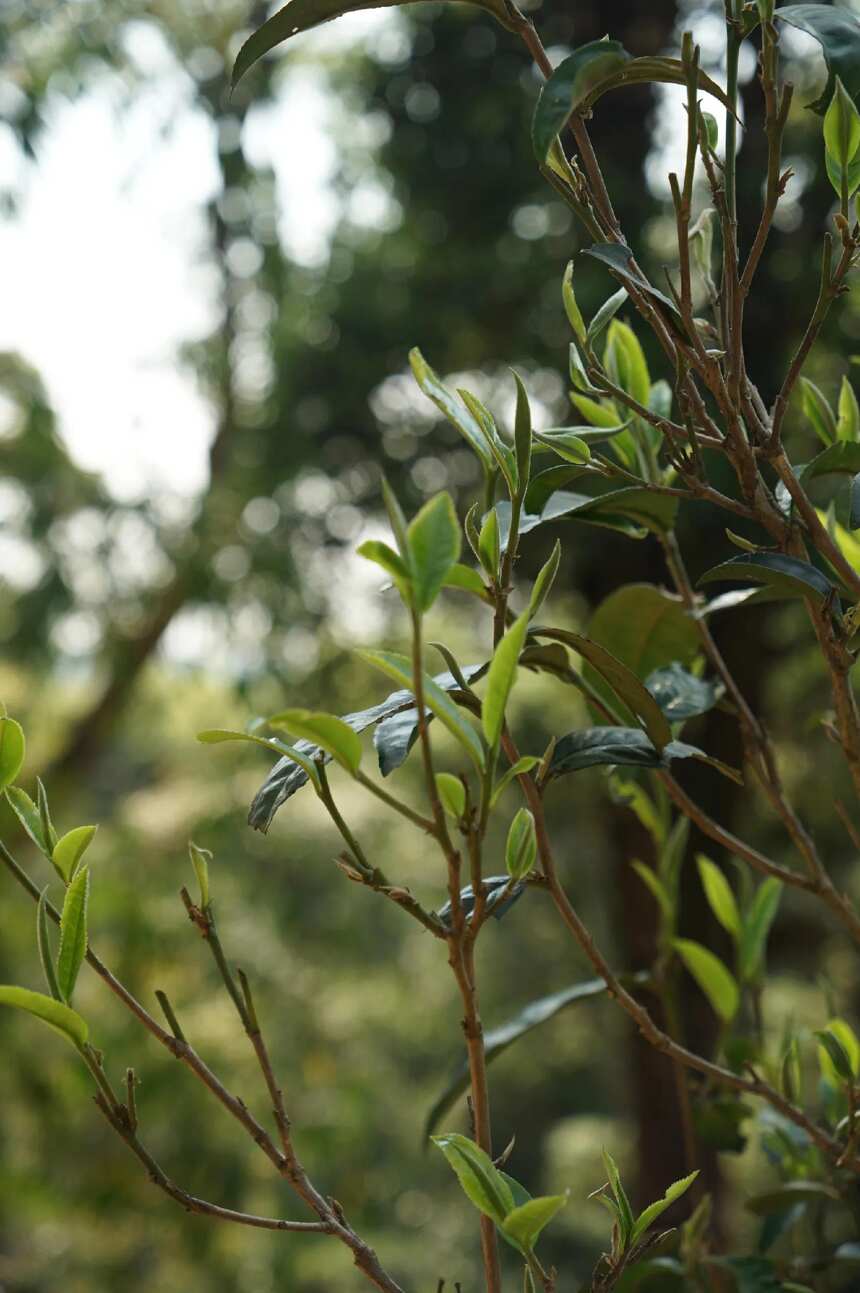 为什么你买不到好的古树茶？干货！干货