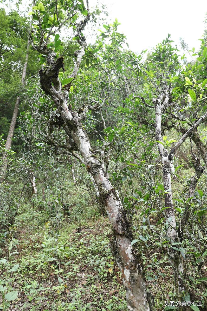 以勐麻河古茶树管养“彤掌柜”案例管窥古茶树利用与保护（下）