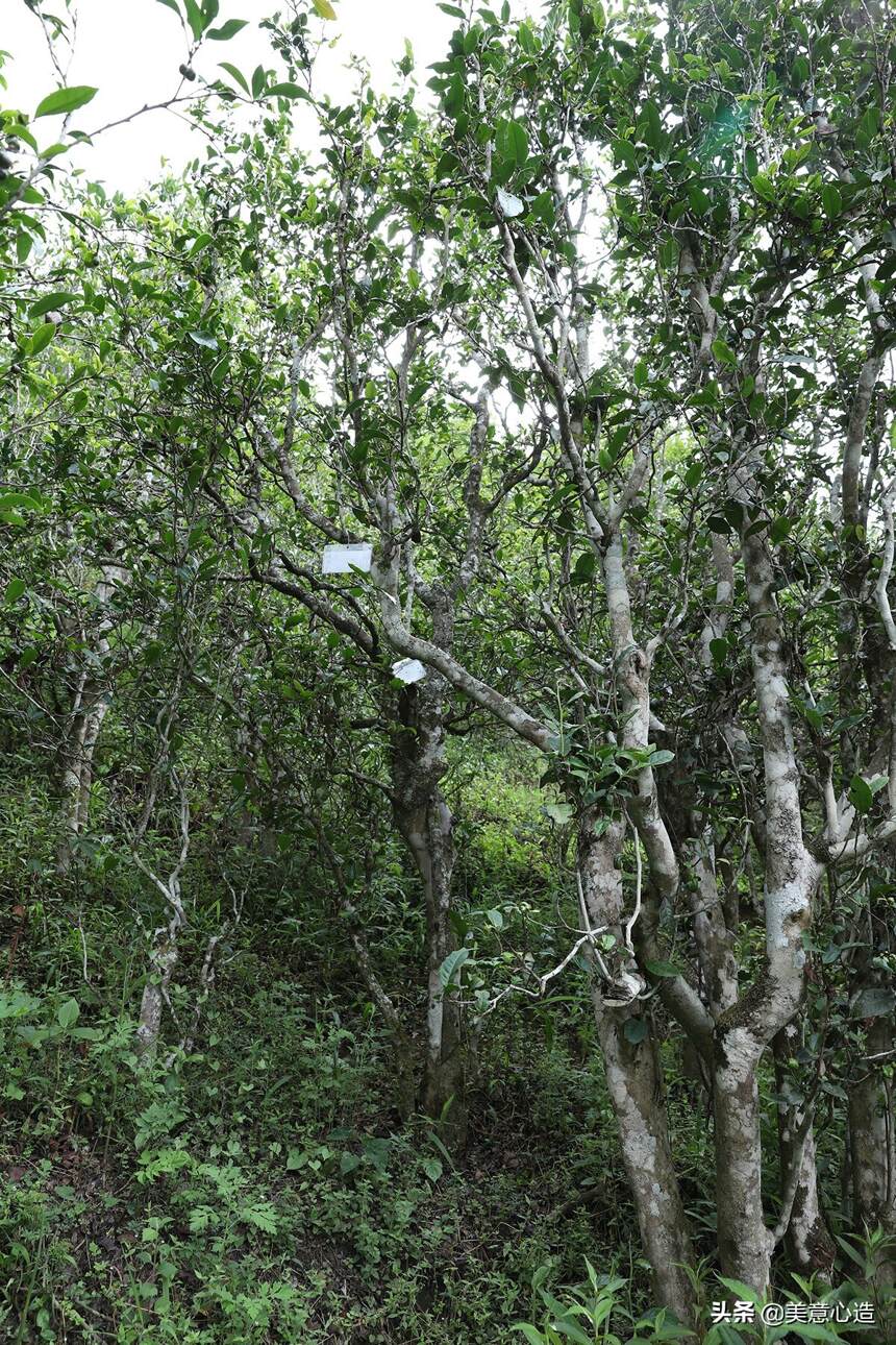 以勐麻河古茶树管养“彤掌柜”案例管窥古茶树利用与保护（下）