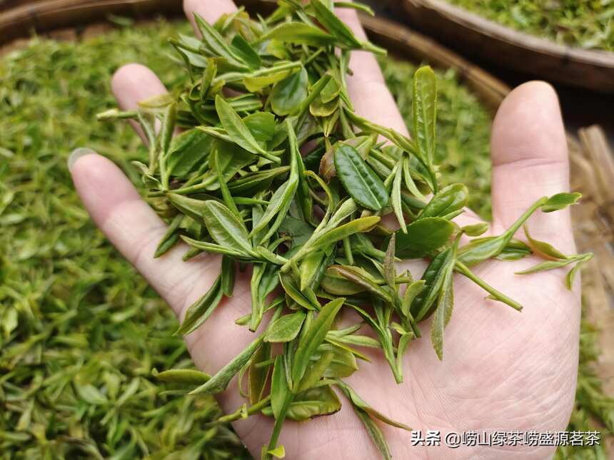 崂山茶什么时候口感最好？越贵的茶叶越好喝吗？