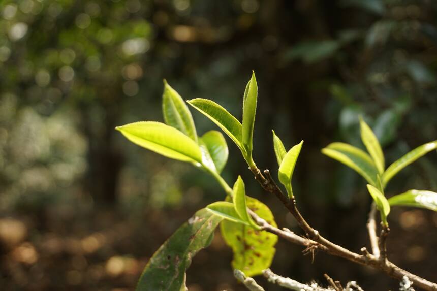 老班章茶农的反击，跟老班章茶一样“霸气”！