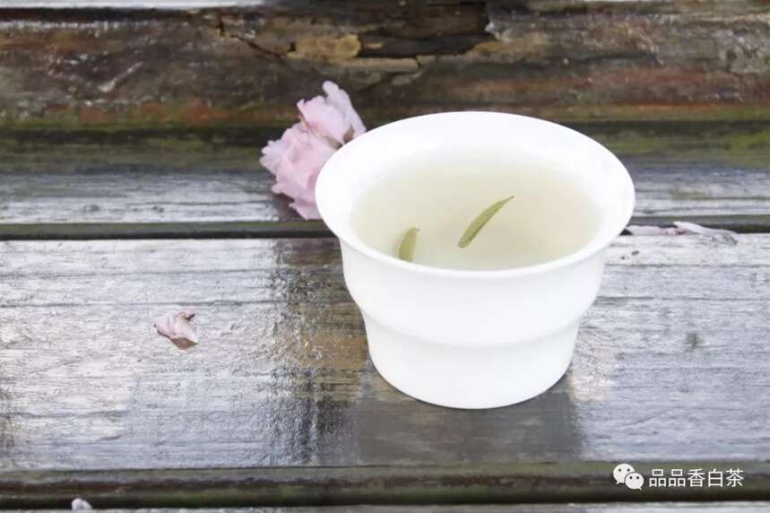 “水”是如何影响白茶的一生？