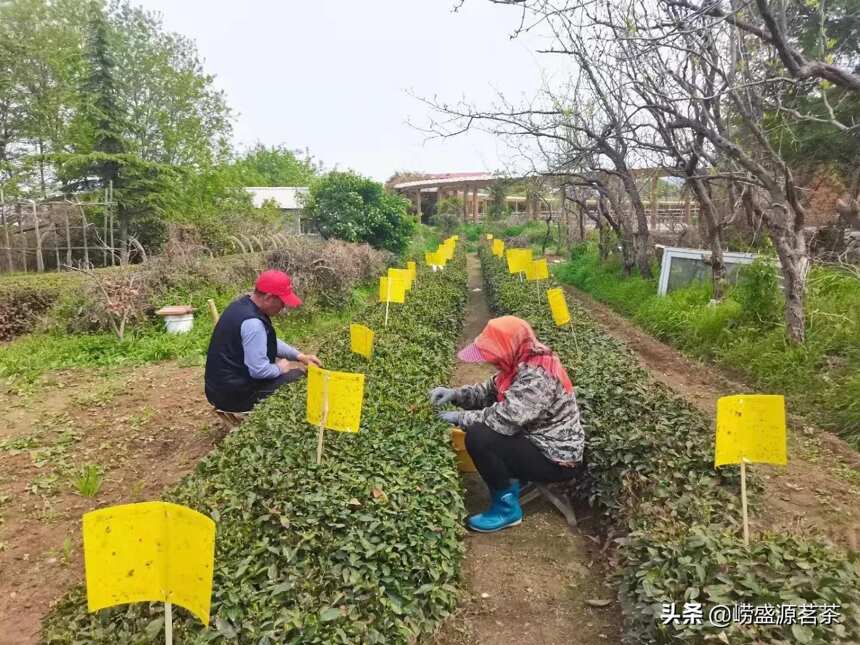 选购正宗的崂山茶找对渠道很关键