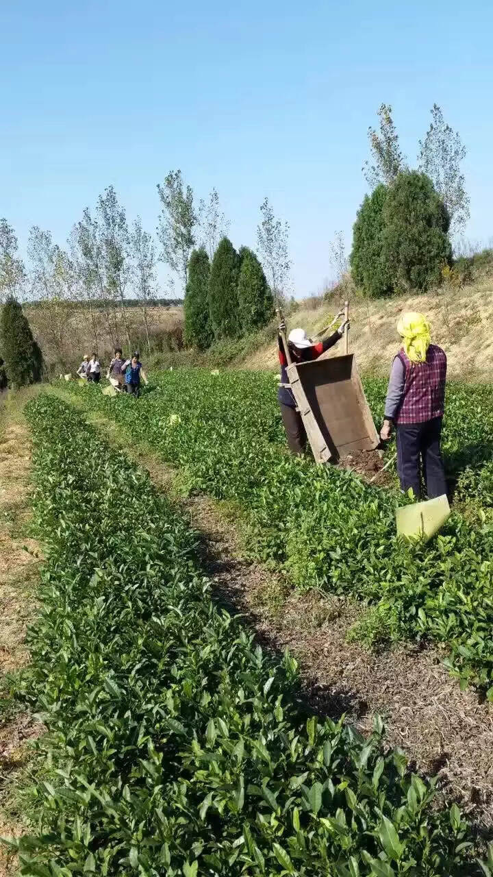 别再拿茶叶农残超标说事了，别听那些不懂装懂的媒体瞎忽悠