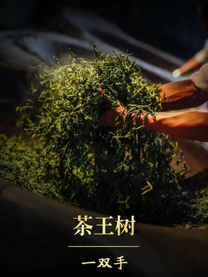 天韵古茶“茶王树”｜您值得收藏的10大理由