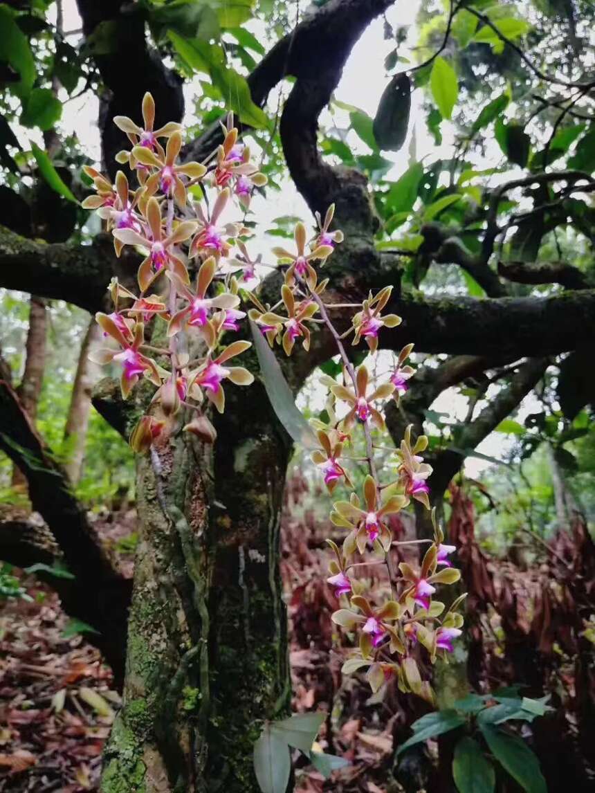 以春茶之名，啜饮古树茶芳年华月