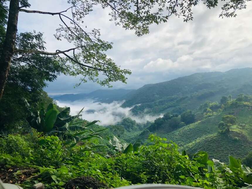 天韵古茶｜普洱茶四大核心基地，为源头品质奠定了良好的基础