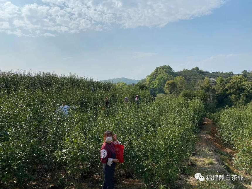 【茶疑解惑】荒野茶的前世今生