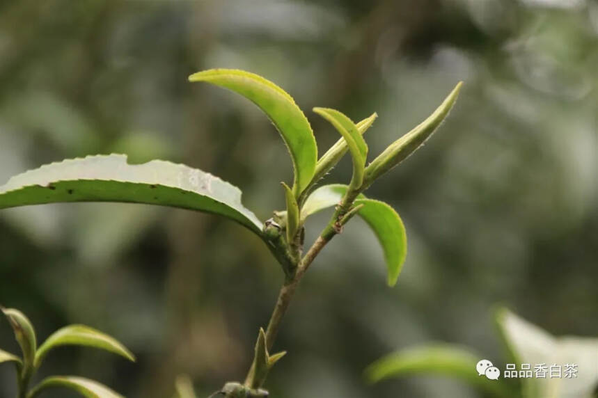 连绵不断的雨天，对白茶有什么影响？