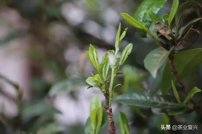 皇上都想不到，曼松这次真的出名了