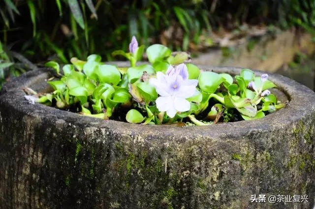 茶生活到底是什么样的生活