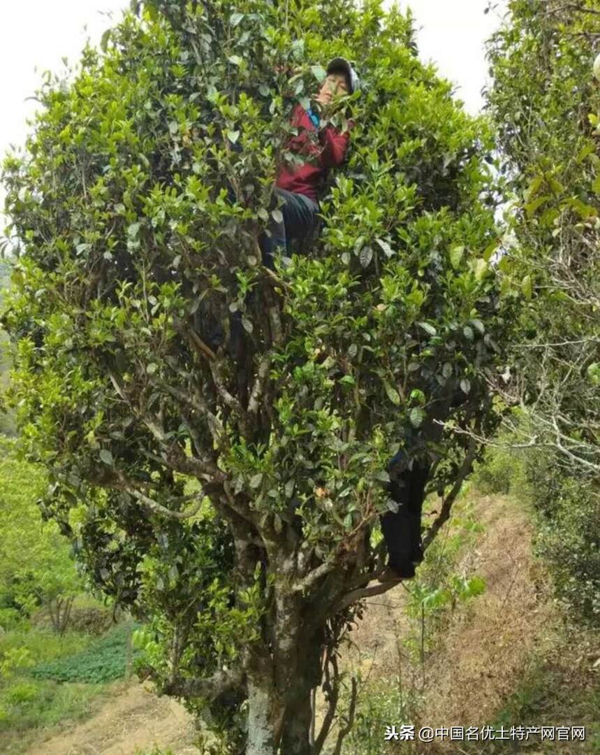 逸客：喝红茶牙齿会发黄？茶叶套路真！