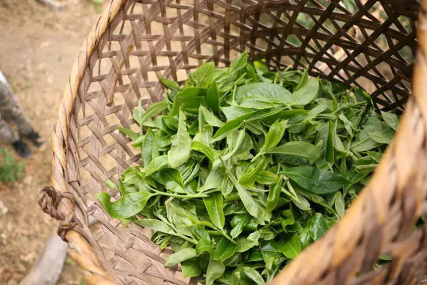 致承普洱2019年春茶开采：第一站易武天门山