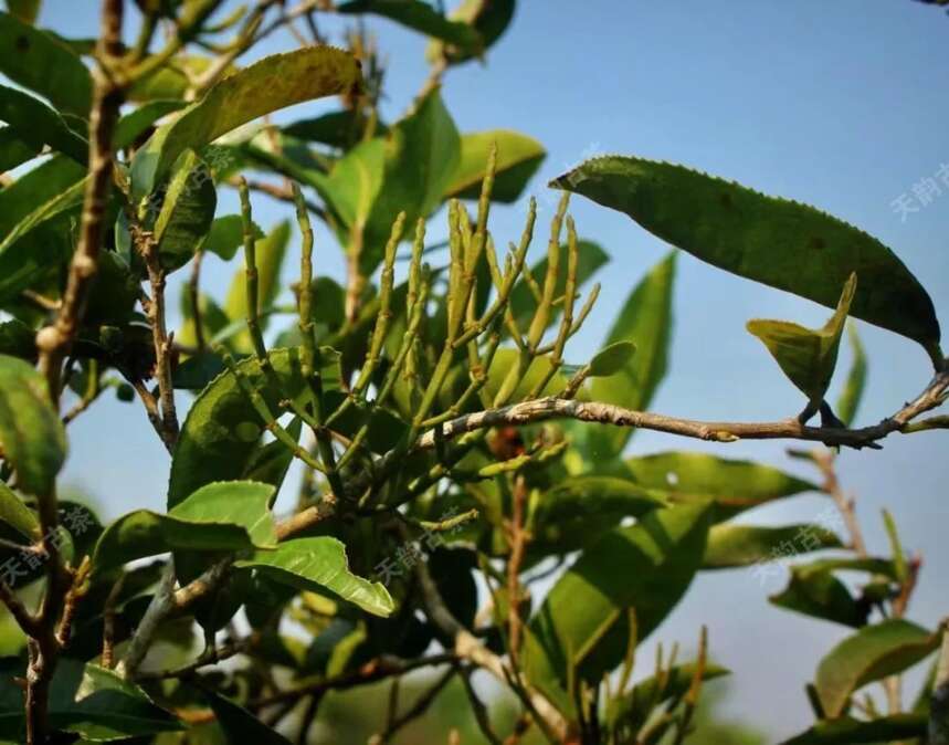 春茶收官｜今年普洱茶品质究竟如何？