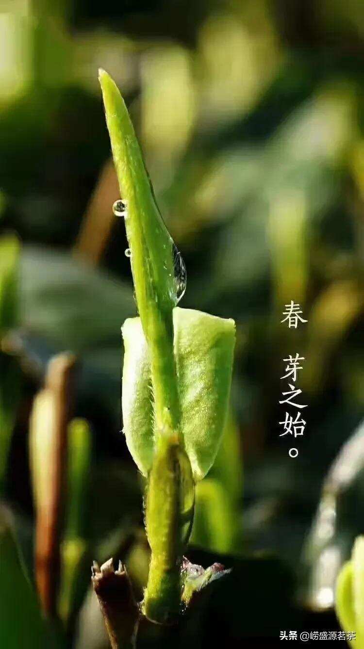 青岛崂山人种植的良心茶